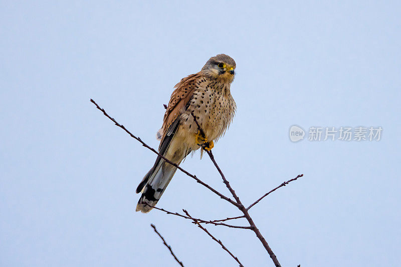 红隼(Falco tinunculus)